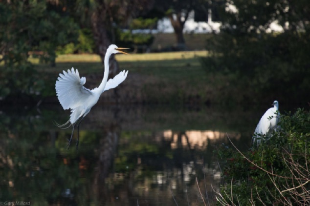 Great Egret Landing
Venice Area Audubon Rookery
Venice Florida